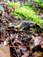 /album/oberbreidenbach-2024/wandertag-17-jpg/